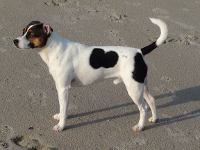 sofalex idefix2.JPG